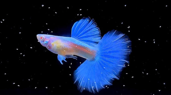 Guppies