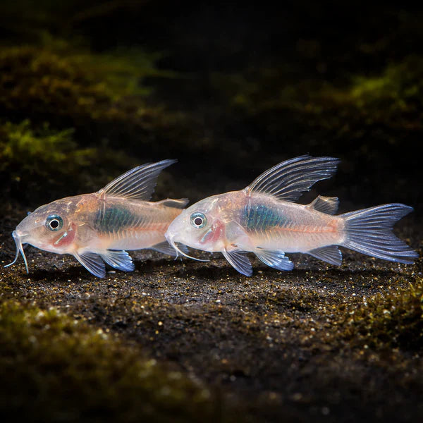 Corydoras
