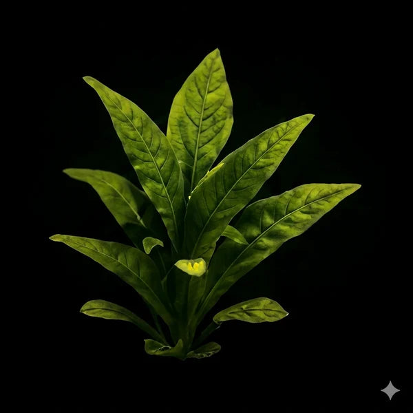 Plants