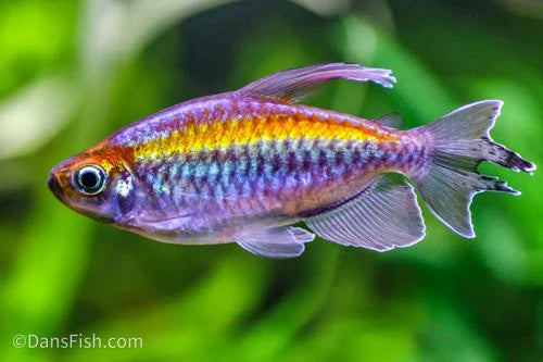 Tetras