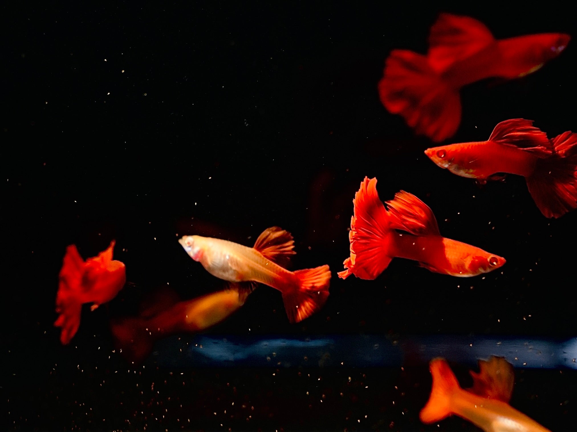 Full Red BDS Guppy