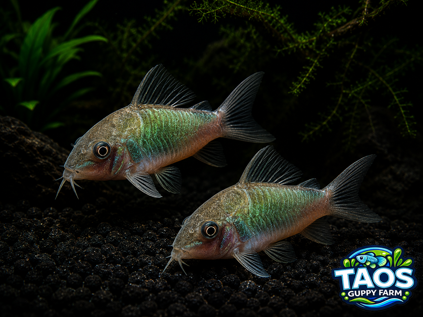 Green Corydoras (Catfish)