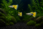 Gold Pingu (Yellow Tuxedo) Guppy