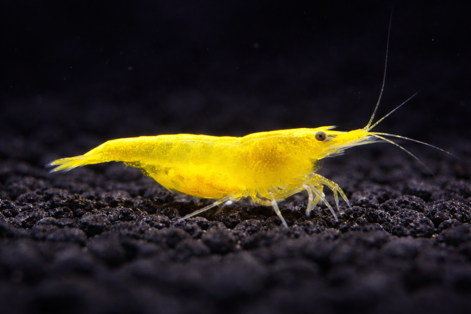 Yellow Golden Back Shrimp