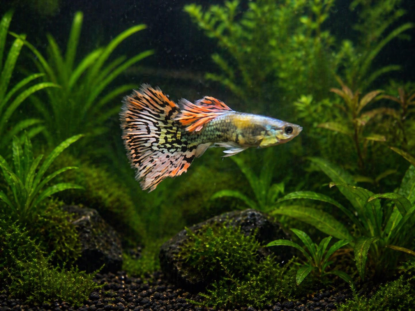 Yellow Ivory Guppy
