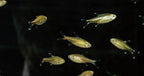Ember Tetra FISH (Hyphessobrycon amandae)