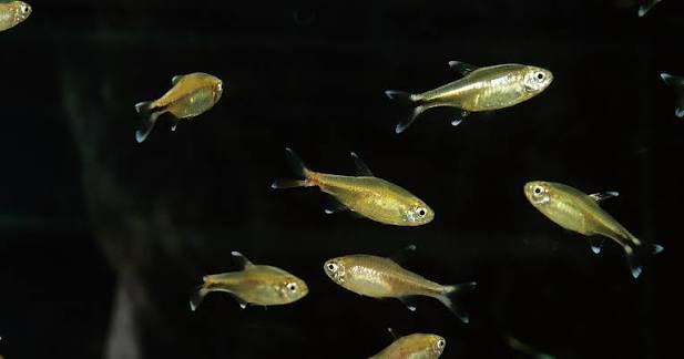 Ember Tetra FISH (Hyphessobrycon amandae)