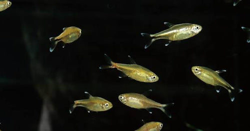 Ember Tetra FISH (Hyphessobrycon amandae)