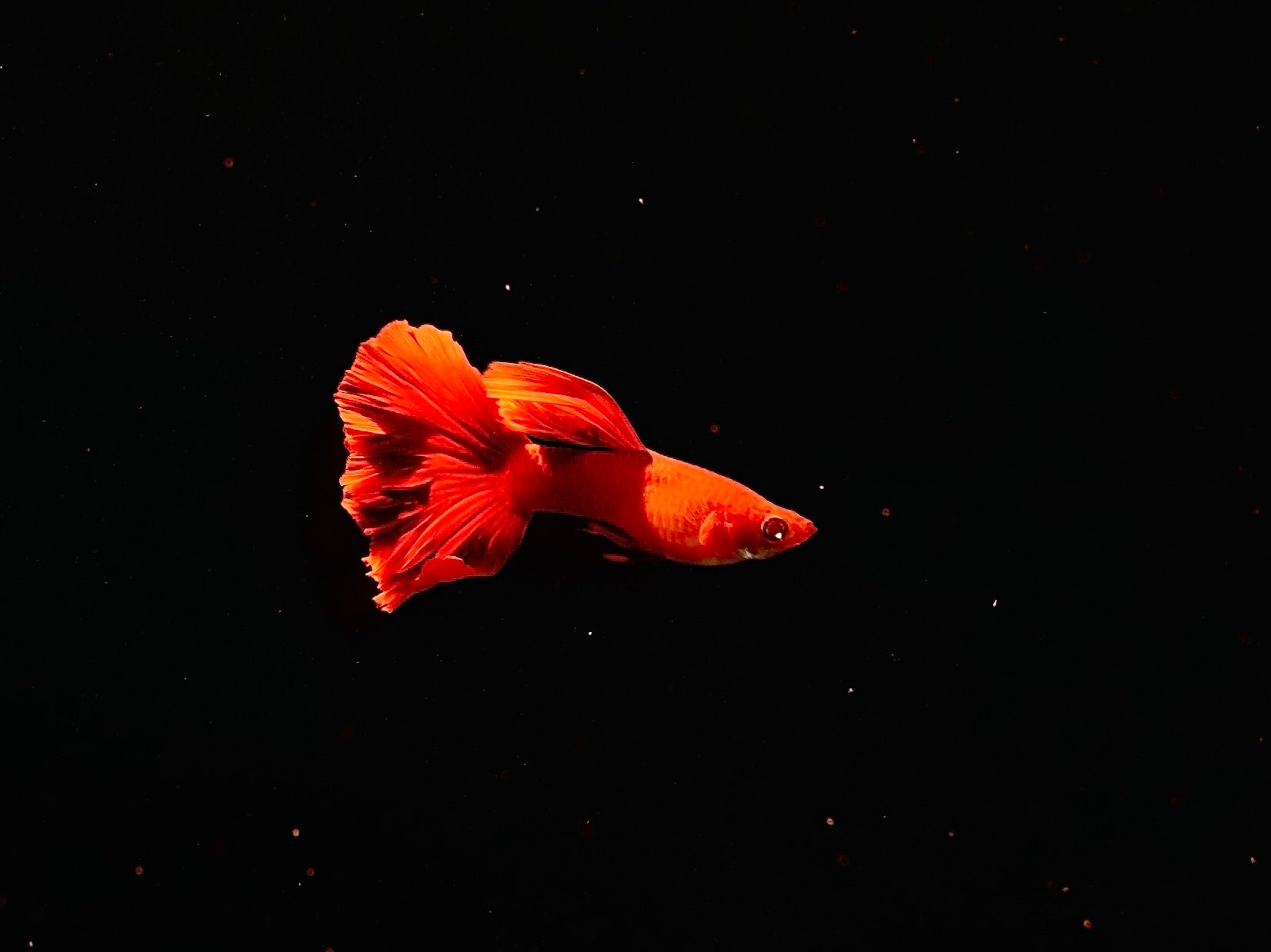 Full Red BDS Guppy