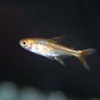 Ember Tetra FISH (Hyphessobrycon amandae)