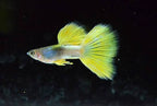 Gold Pingu (Yellow Tuxedo) Guppy