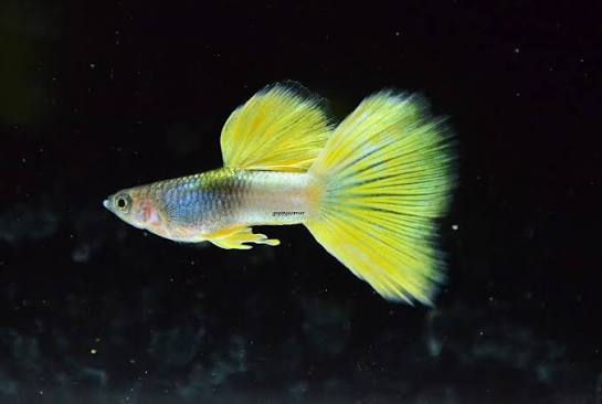 Gold Pingu (Yellow Tuxedo) Guppy
