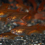 Ember Tetra FISH (Hyphessobrycon amandae)