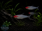 Rummy-nose Tetra (Hemigrammus rhodostomus)