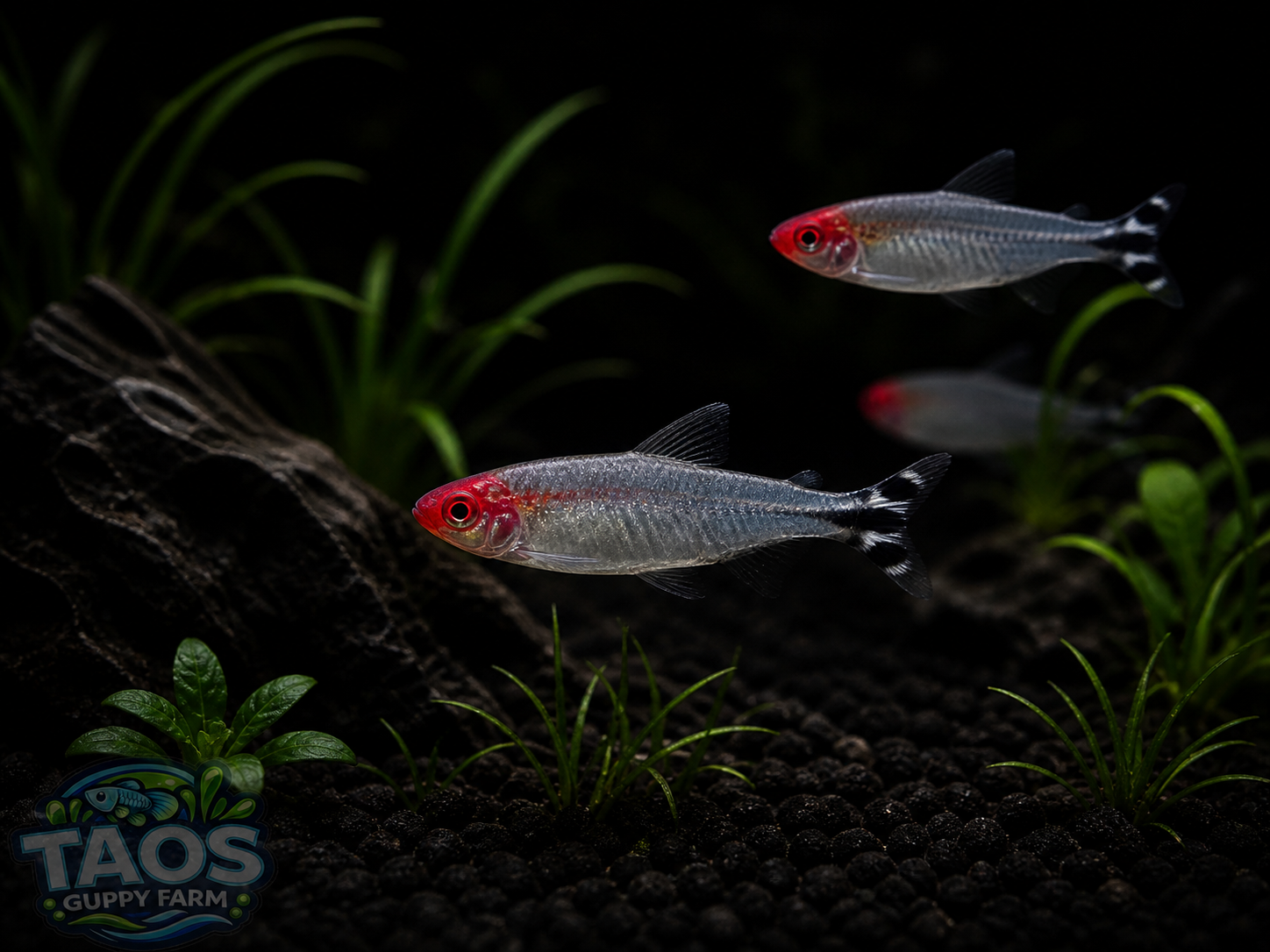 Rummy-nose Tetra (Hemigrammus rhodostomus)