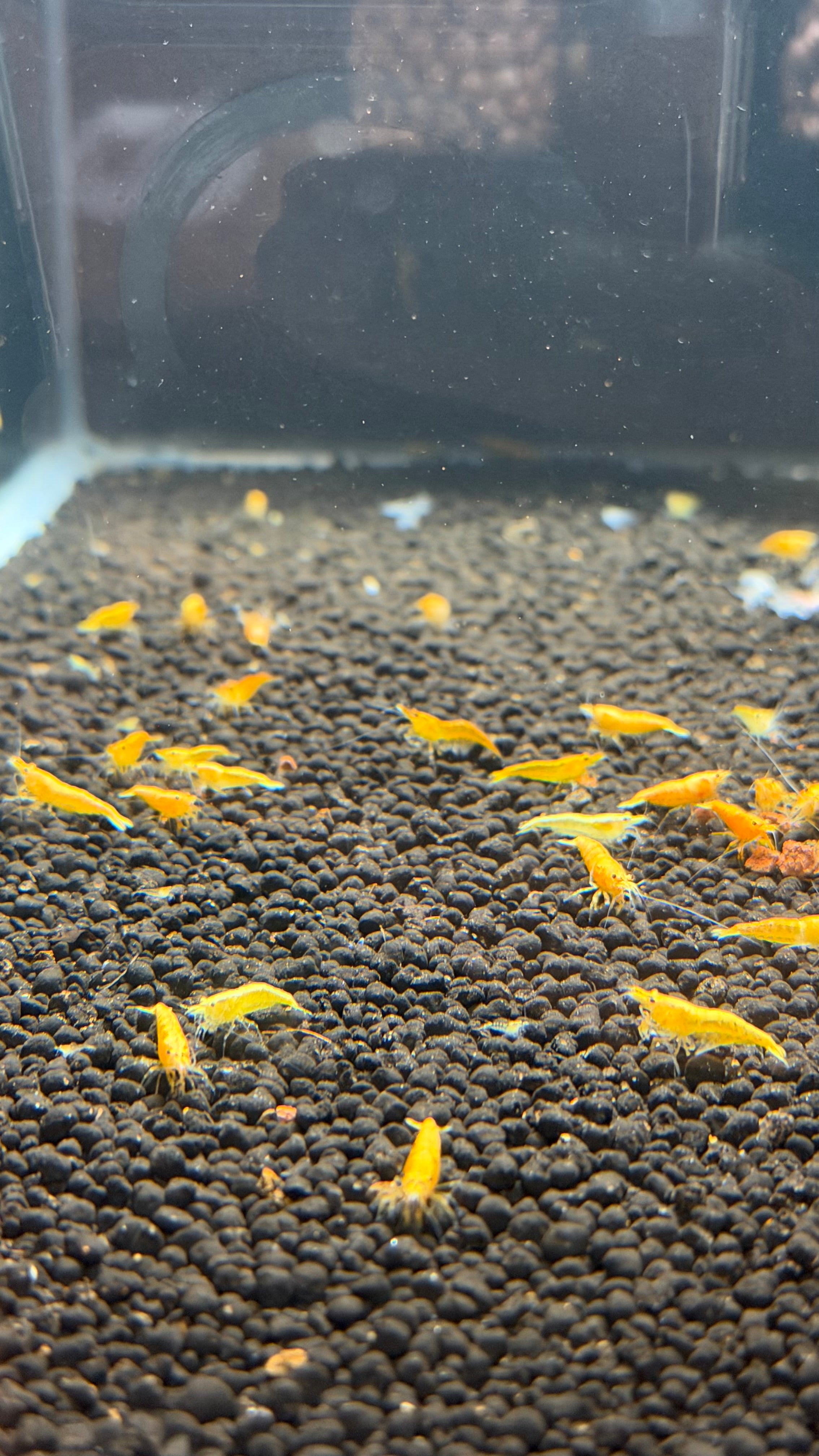 Yellow Golden Back Shrimp