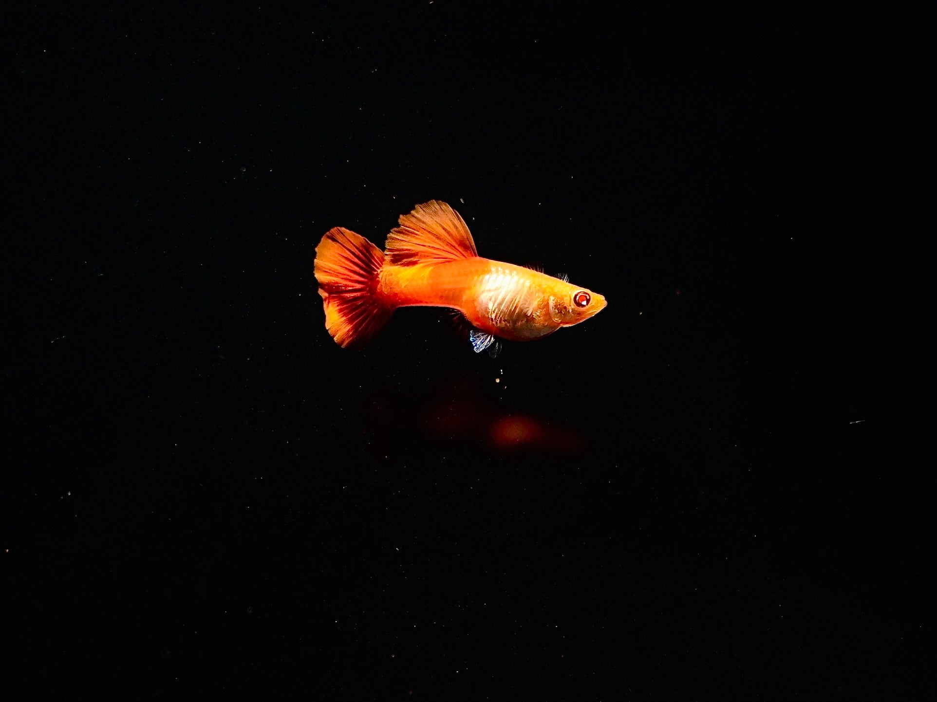 Full Red BDS Guppy