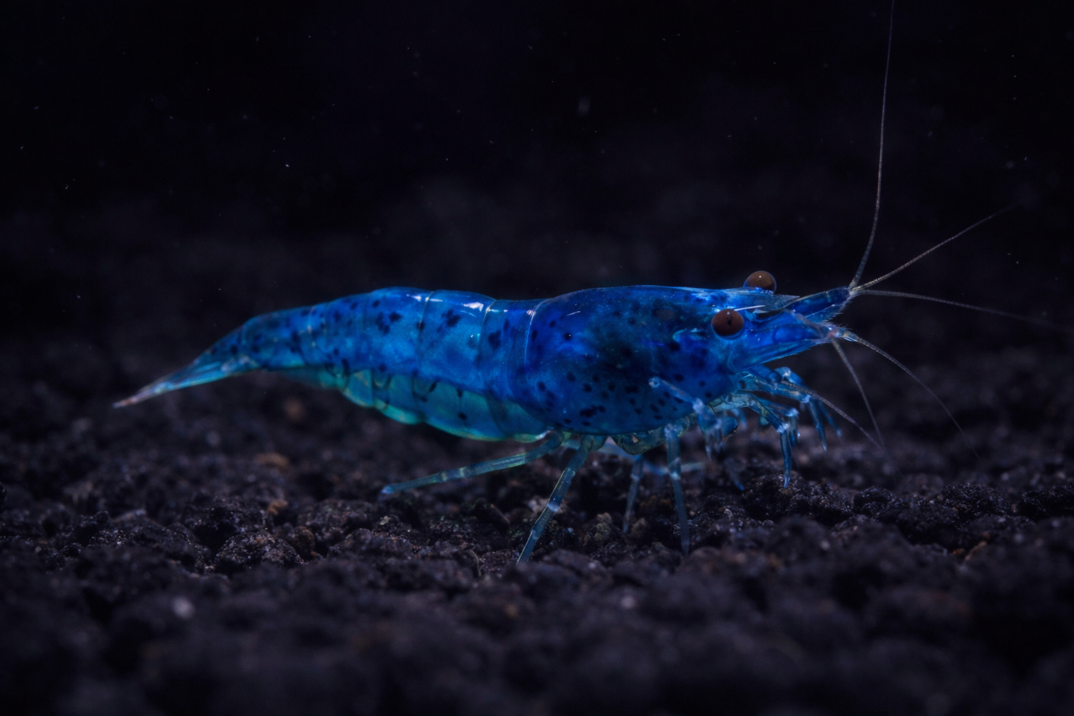 Blue Dream Shrimp