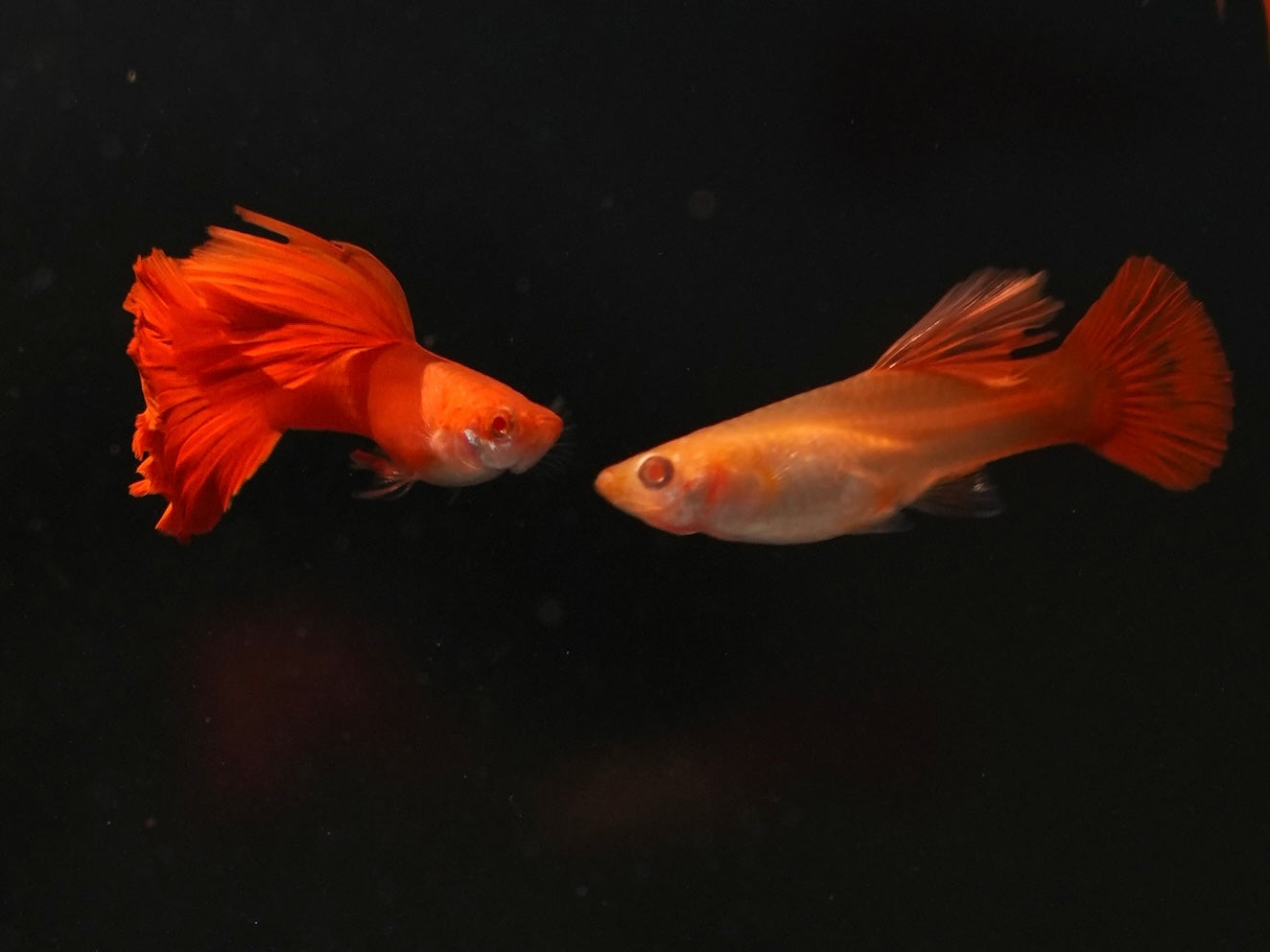 Full Red BDS Guppy