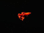 Full Red BDS Guppy
