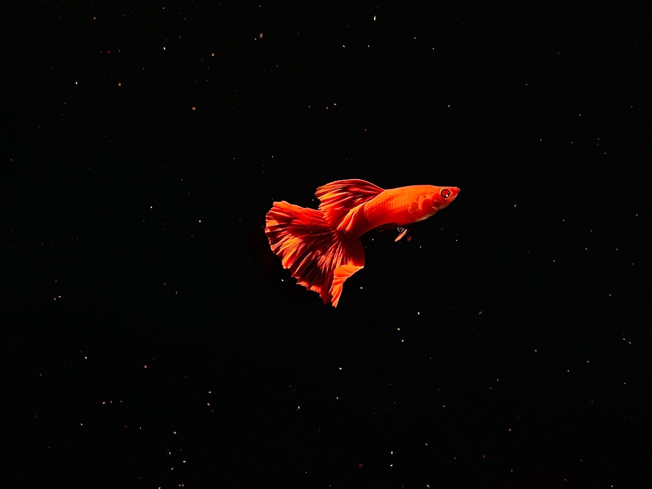 Full Red BDS Guppy