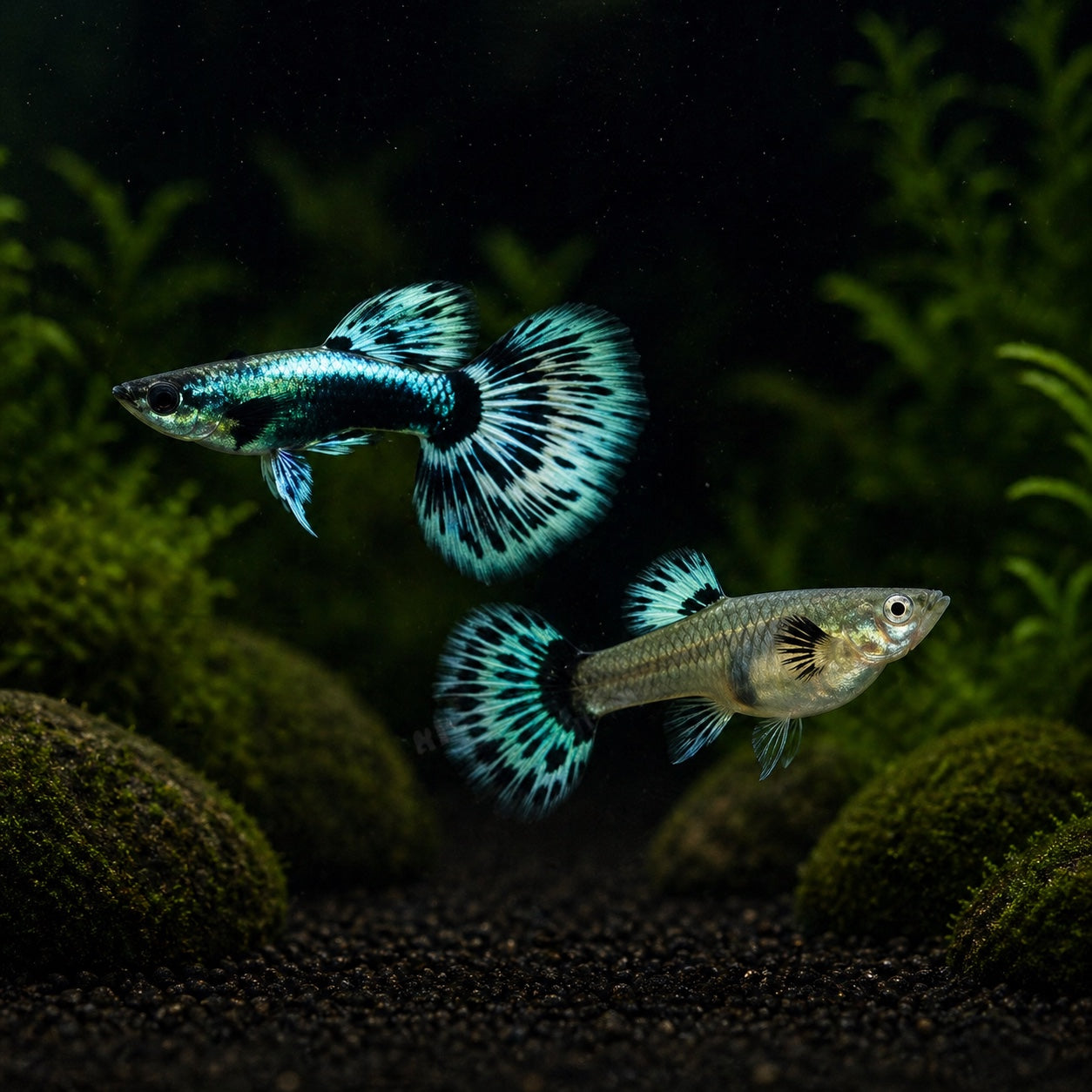 Green Ivory Guppy