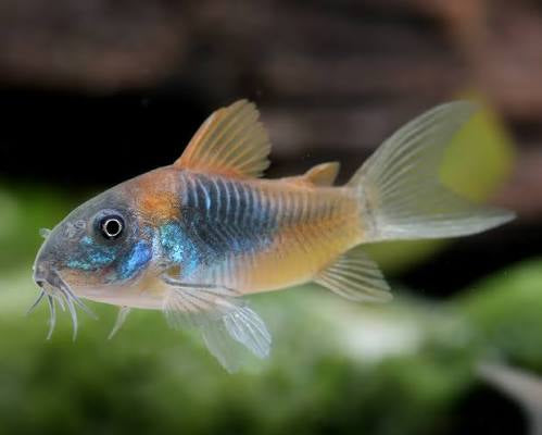 Orange Venezuelan Corydoras