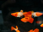 Koi Red Ear Guppy