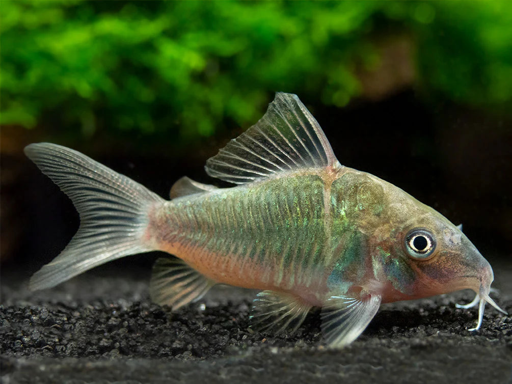 Green Corydoras (Catfish)