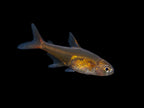 Ember Tetra FISH (Hyphessobrycon amandae)