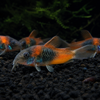 Orange Venezuelan Corydoras
