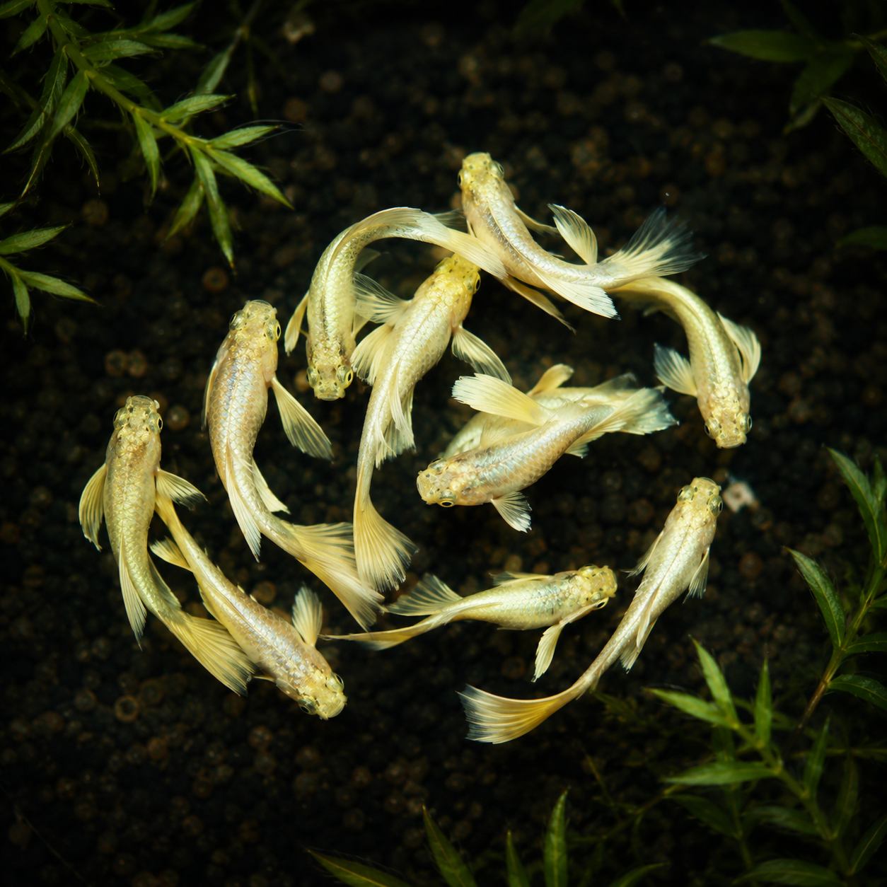Full Gold 24k Ribbon Guppy