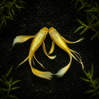 Full Gold 24k Ribbon Guppy