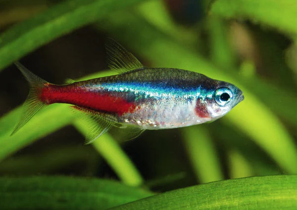 Neon Tetra FISH (PARACHEIRODON INNESI)