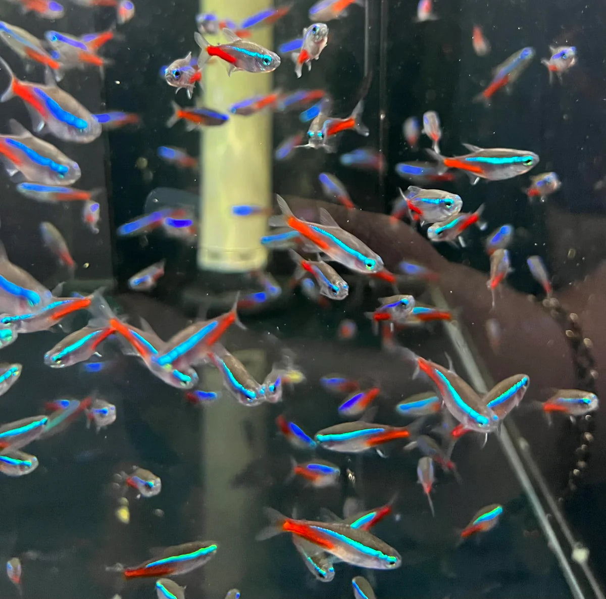 Neon Tetra FISH (PARACHEIRODON INNESI)