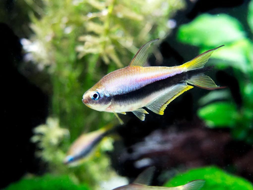 Emperor Tetra FISH (Nematobrycon palmeri)