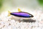 Emperor Tetra FISH (Nematobrycon palmeri)