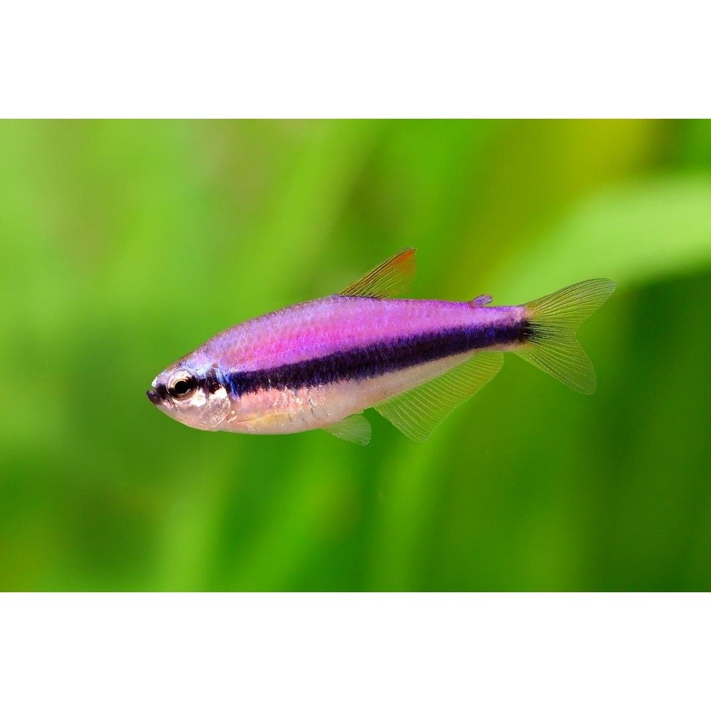 Emperor Tetra FISH (Nematobrycon palmeri)